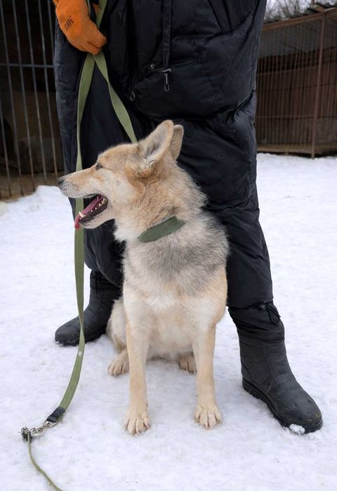 Хаскі метис в добрі руки (дівчинка, молода, активна, не на ланцюг)