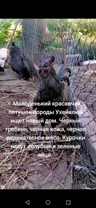 Ухейілюй. Інкубаціійне яйце