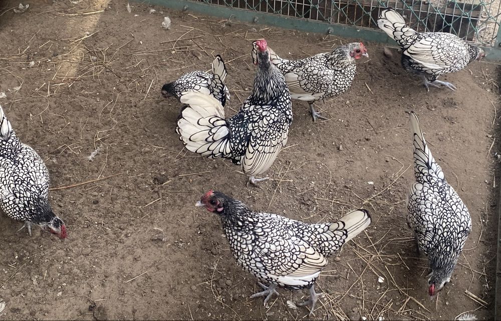 Jaja legowe sebrytka