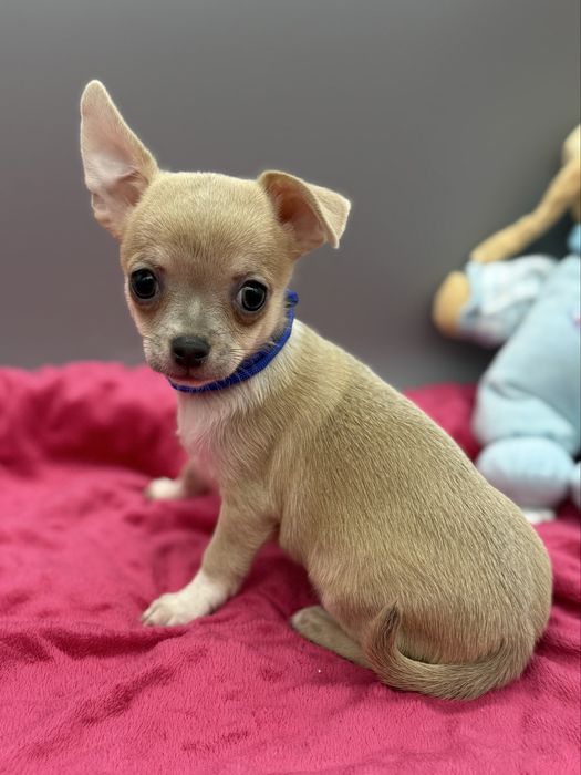 Chihuahua *piesek*