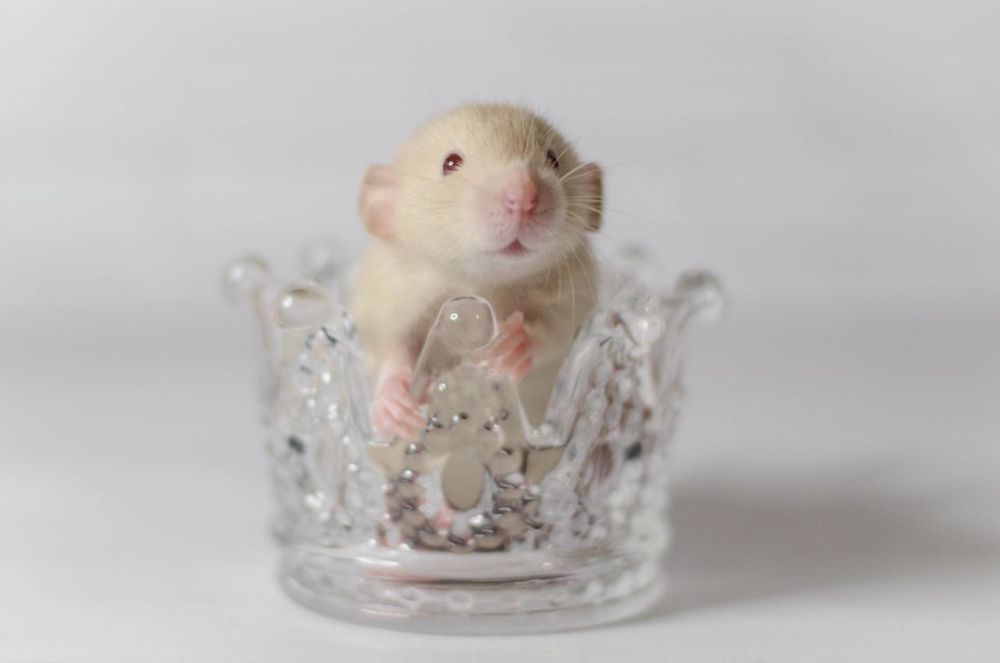 Шикарные дамбо крысята из питомника