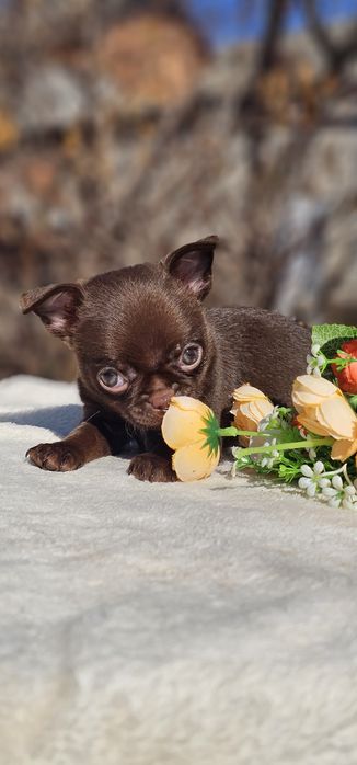 Мальчик чихуахуа КСУ