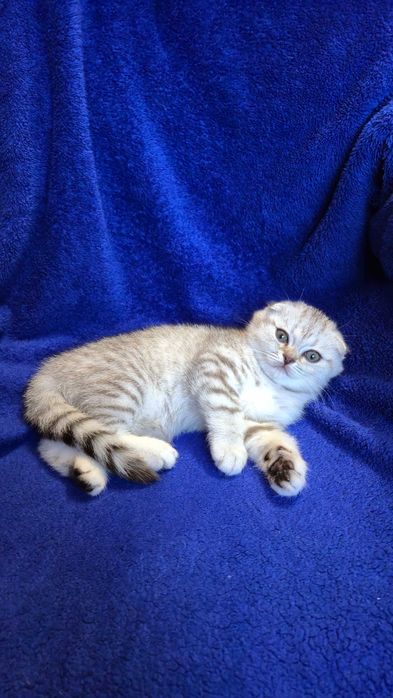 Шотландські котики