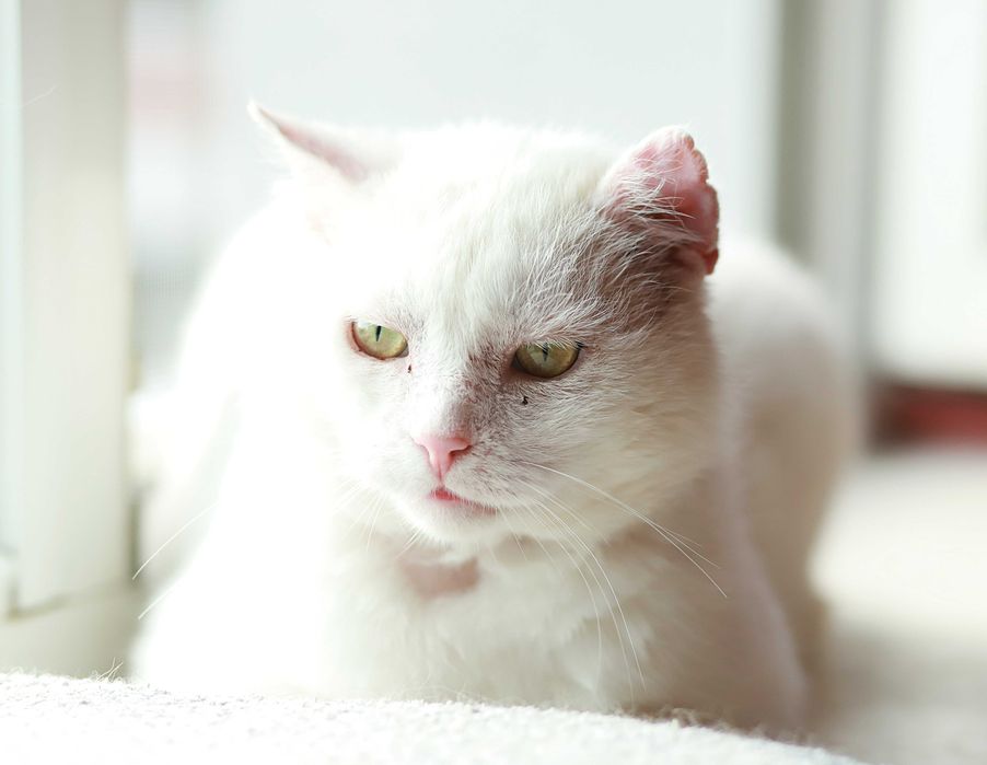 Podaruj domek cudnemu Kotku. fiv +