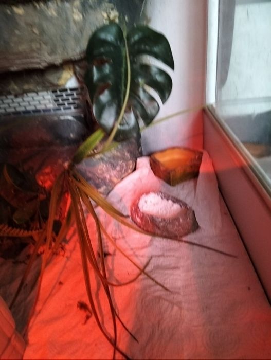 Terrarium dla gekona