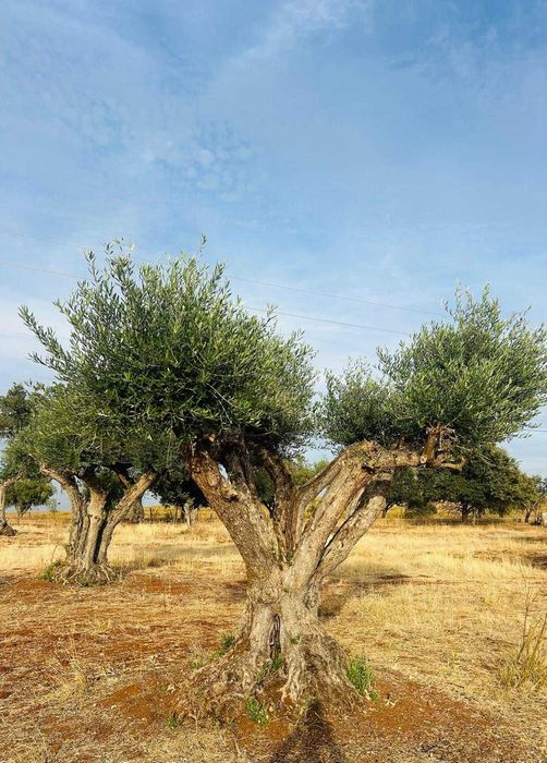 Oliveiras centenárias