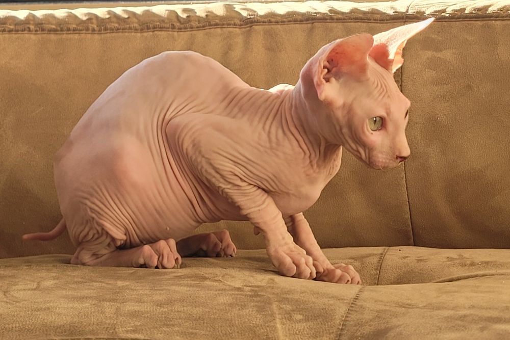 Sphynx macho lindo