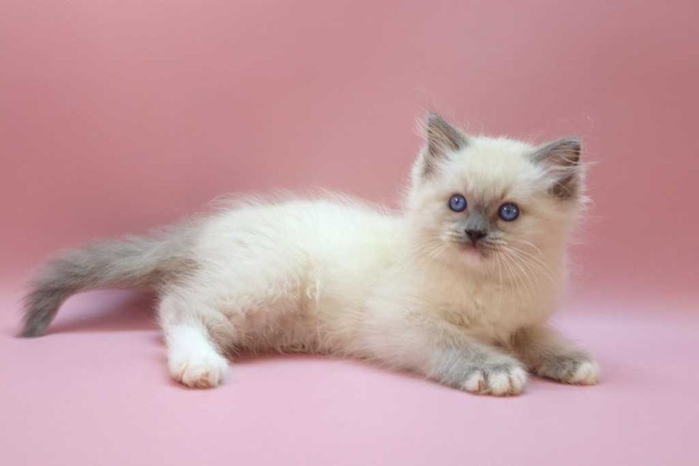Роскошный Ragdoll//Регдолл котик