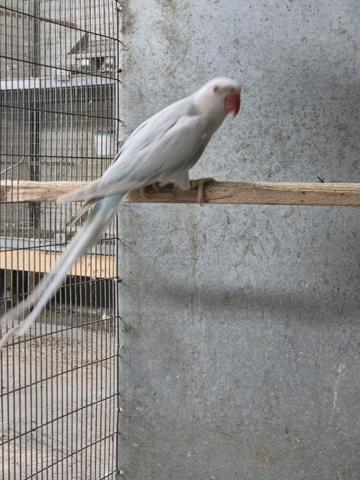 Ring necks fêmeas adultas