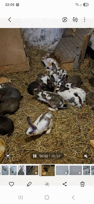 Króliki samce , samice i samice kotne.