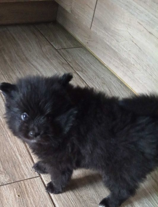 Pomeranian szpic