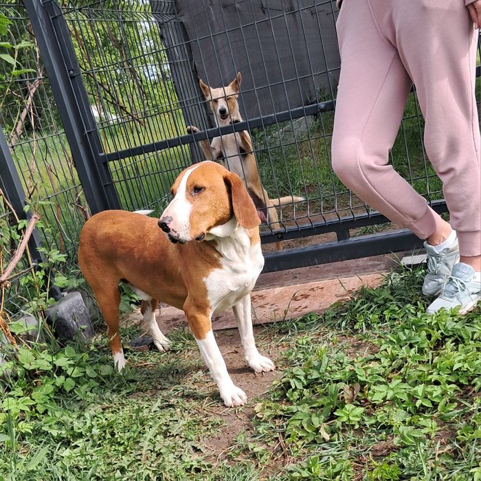 Łatek 2lata szuka domu