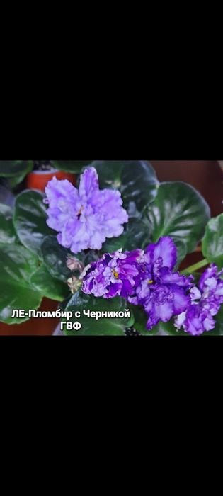 Дітки сортової фіалки ,від 35 грн