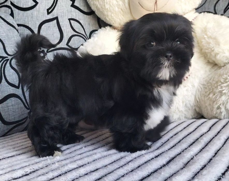 Shih Tzu 10 tygodniowa śliczna suczka