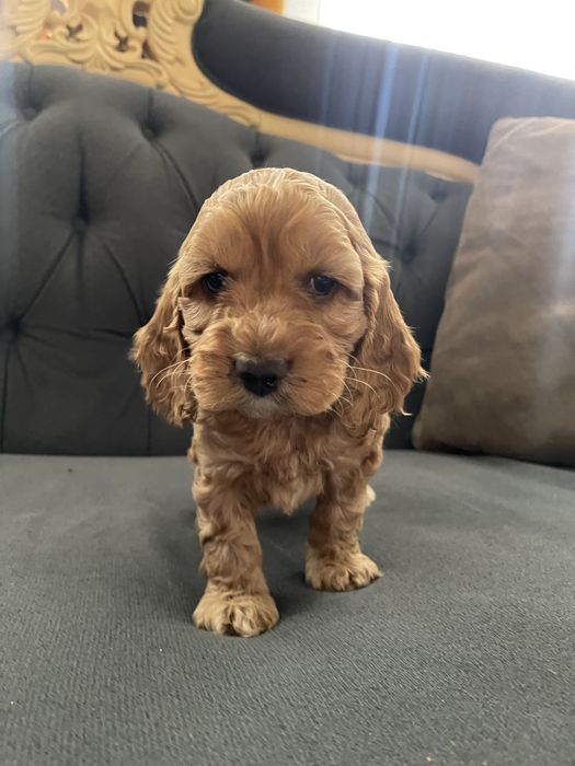 Samiec Cockapoo do odbioru