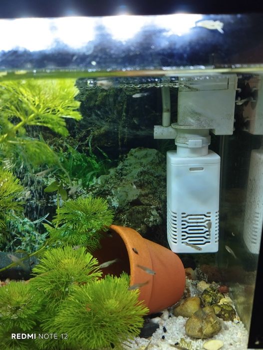 Guppies bebés  para venda