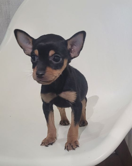 Cachorrinho Pinscher miniatura