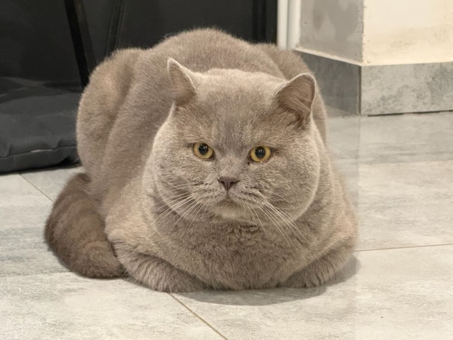 Kocurek brytyjski liliowy