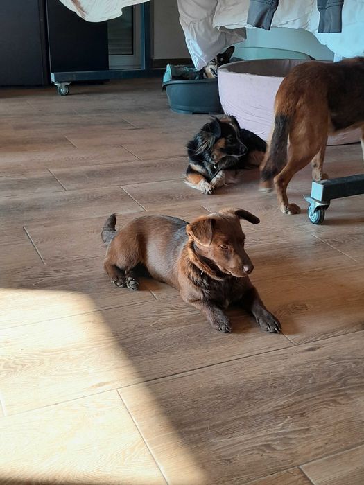 Czekoladowa Mimi  -  prawie roczna sunia czeka na swój dom