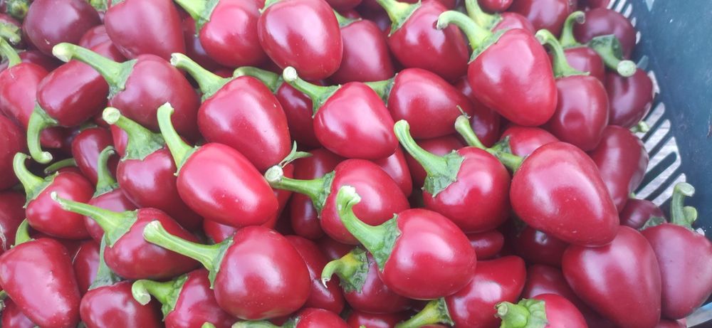 Насіння гострого перцю чилі "Лола"