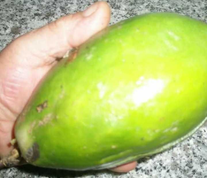 Várias espécies de maracujá