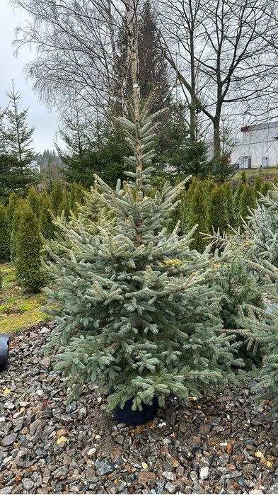 Świerk srebrny ogrodzenie żywopłot transport sadzenie