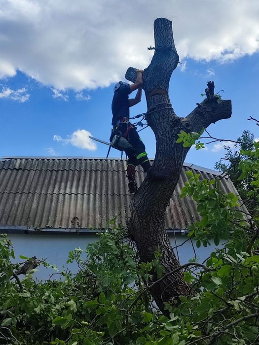 Обрізка, видалення, чистка дерев