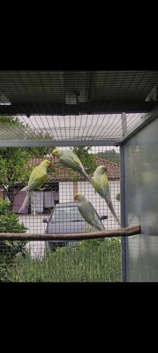 Casais adultos reprodutores (CCS/butercups...)