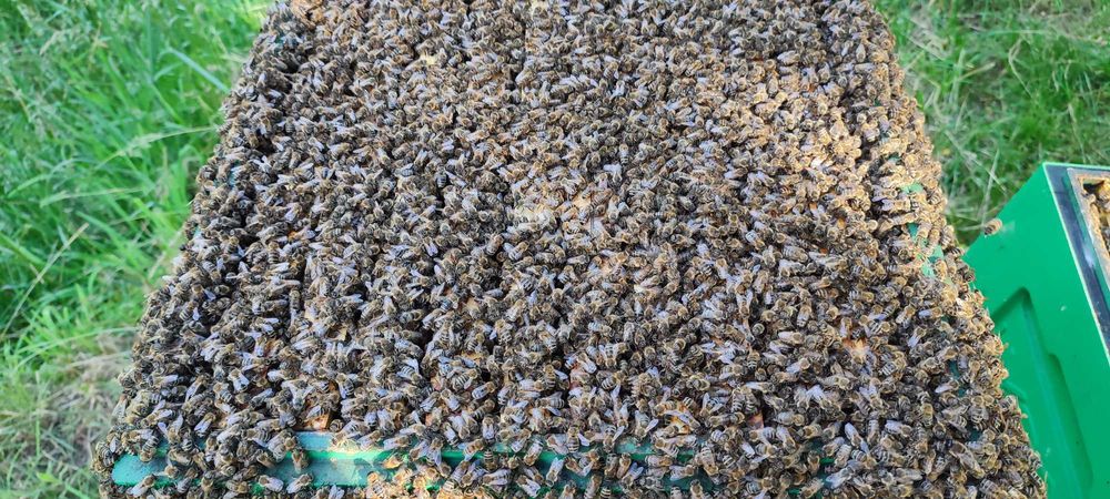 Wczesne ODKŁADY MAJOWE 2026 Rok i RODZINY Pszczele - Pasieka PRADAWNA®