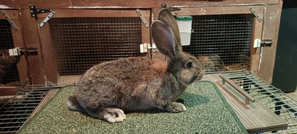 Króliki Olbrzym szary
