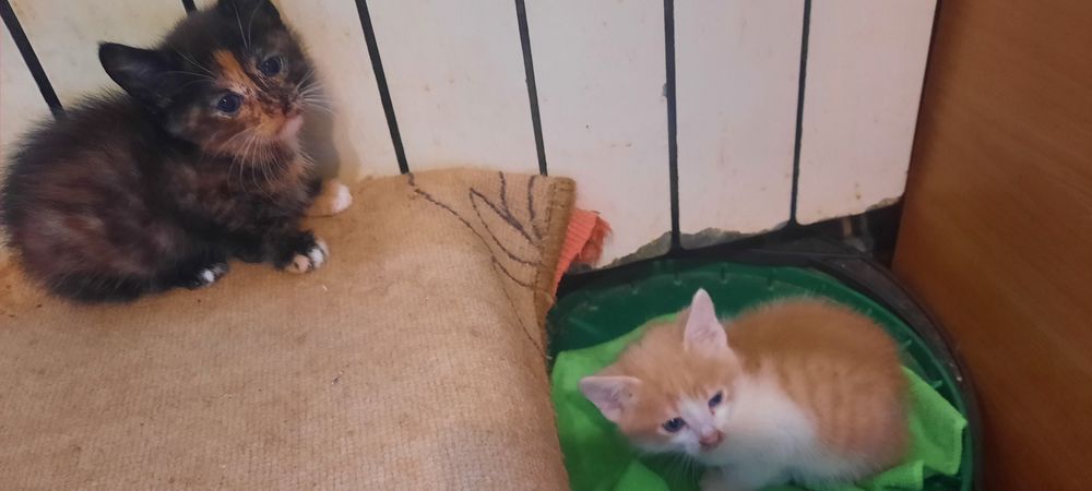 Віддам КОТИКА та Кішечку
