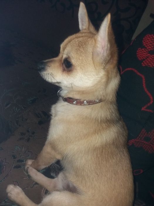 Вязка  собаки мальчика чихуахуа