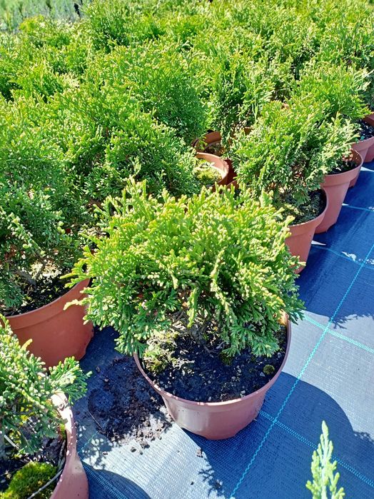 Туї кульки Даніка, Хоссері та Міріам