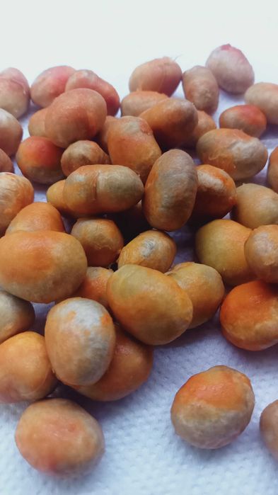 10 Caroços de pitanga vermelha