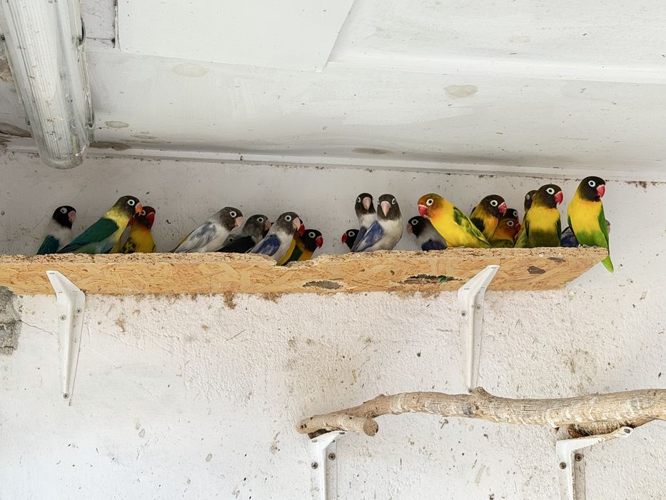 Agapornis Personatas