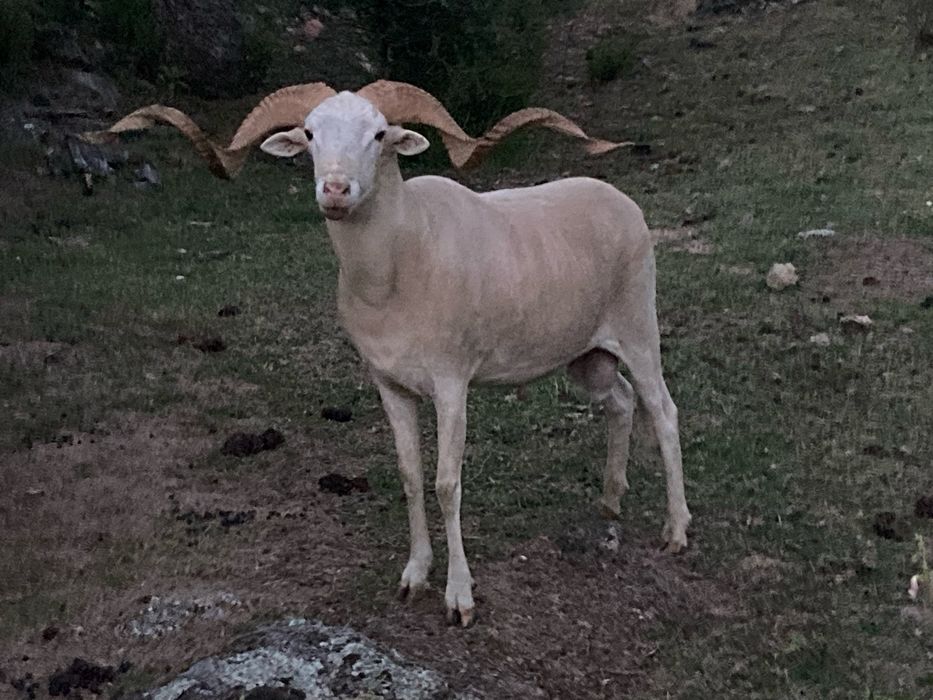 Disponivel  carneiro