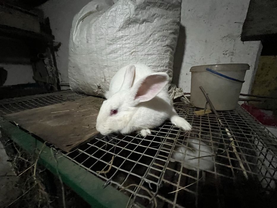 Термонська біла, термоці