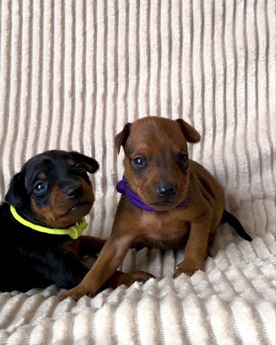 Мініатюрний пінчер, цвергпінчер