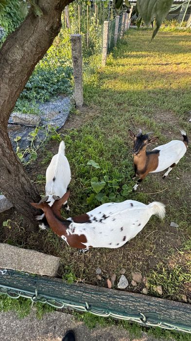 Cabras anãs machos