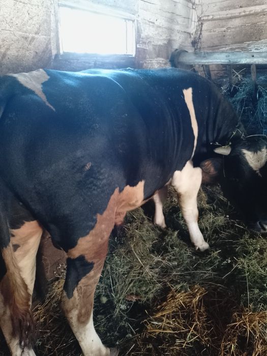 Продам бичка вагою 600кг.