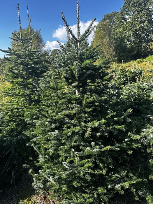 Choinki z dostawą. Jodła kaukaska , świerk.