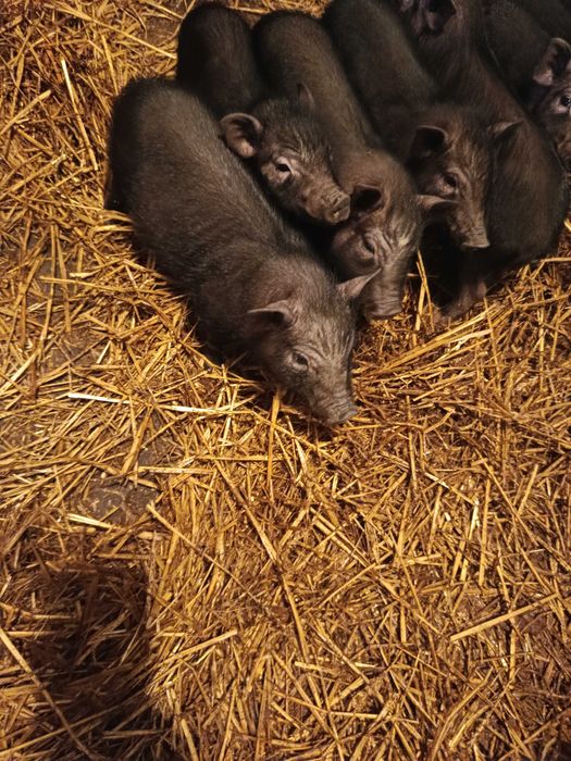 Sprzedam świnki wietnamskie