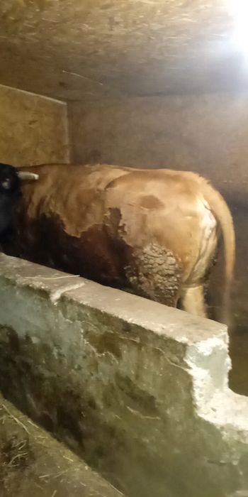 Купимо бичків самовивіз