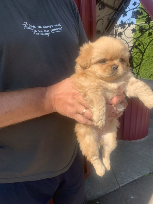 Продам цуценят Пекінесиків