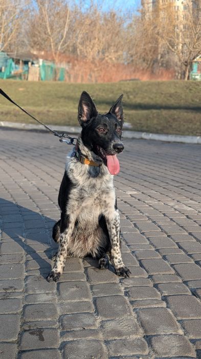 Молода собака шукає родину, Київ