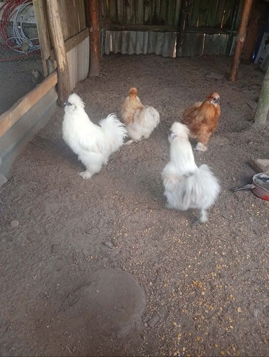 Koguty jedwabiste silki