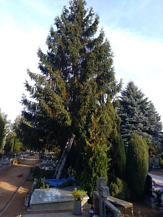 wycinka skracanie drzew ogrody rębak spalinowy frezowanie korzeni