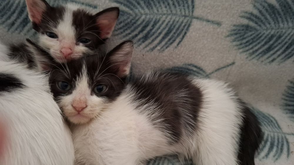 Dou gatinhos bebes