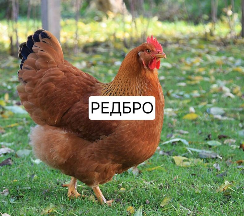 Реалізуємо інкубаційні яйца Редбро