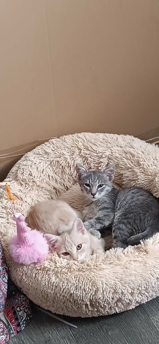 Кошенята у добрі руки